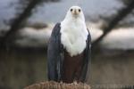 African fish-eagle