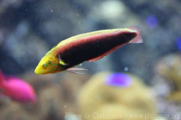 Rainbow wrasse