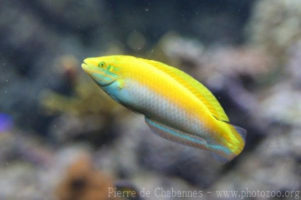 Canary wrasse