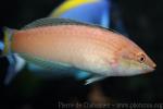 Pale wrasse *