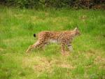 Canadian lynx *