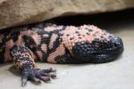 Gila monster