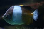 Brown-and-white butterflyfish