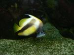 Red Sea bannerfish *