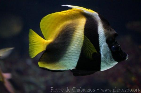 Masked bannerfish