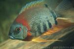 Halfbanded cichlid