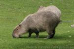 Capybara