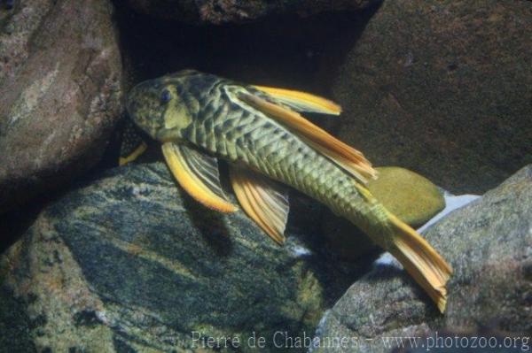 Goldtail giant pleco