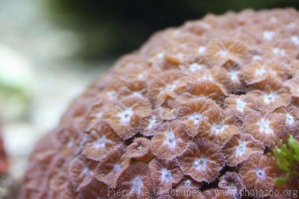 Big polyps blastomussa coral