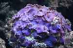 Variable mushroom coral