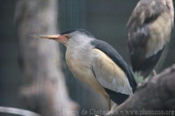 Little bittern