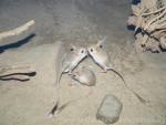 Lesser egyptian jerboa