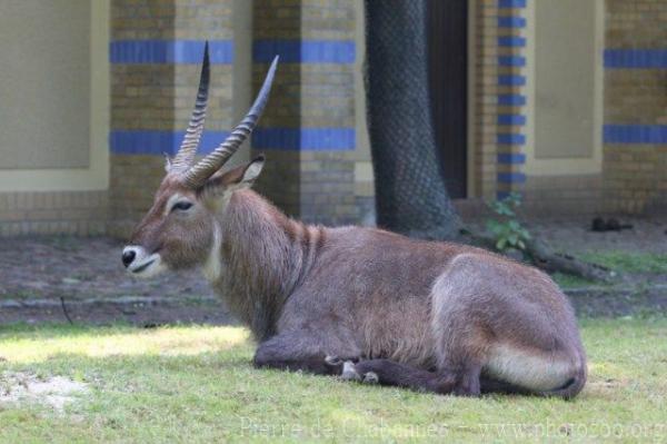 Defassa waterbuck