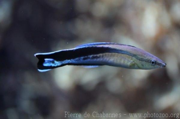 Bluestreak cleaner wrasse