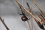 Redback spider