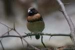 Chestnut-breasted mannikin