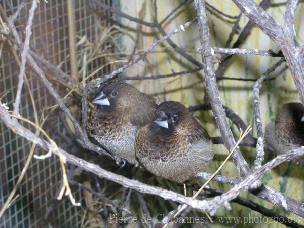 White-rumped munia *