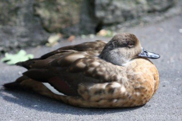 Crested duck