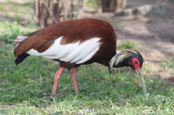 Madagascar crested ibis