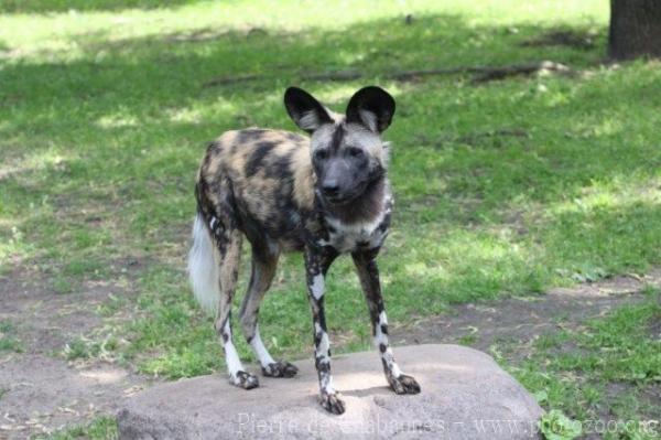 African wild dog