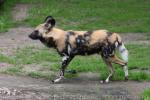 African wild dog