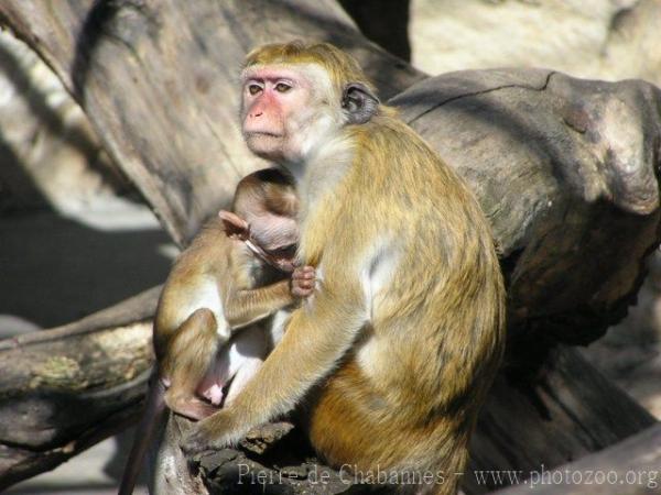 Toque macaque