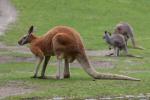 Red kangaroo