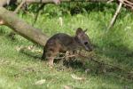 Parma wallaby