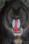 Mandrill