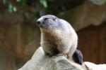 Alpine marmot