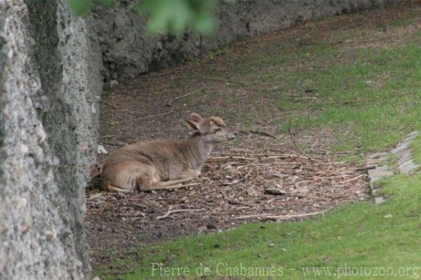 Common brown brocket *