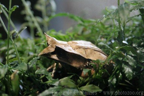 Malayan horned frog