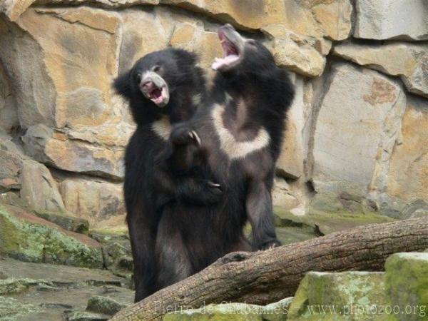 Indian sloth bear