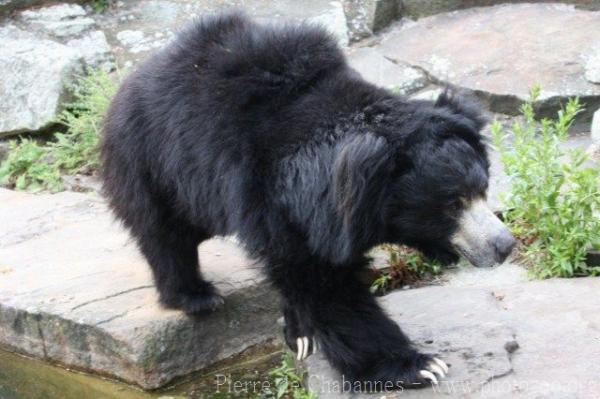 Indian sloth bear