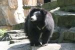 Indian sloth bear