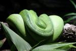 Green tree python