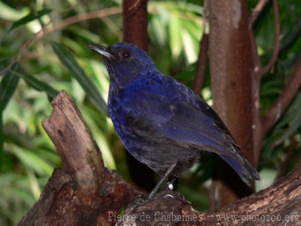 Javan whistling-thrush