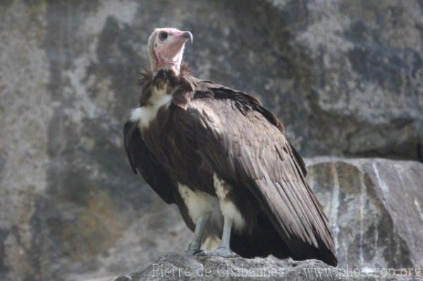 Hooded vulture