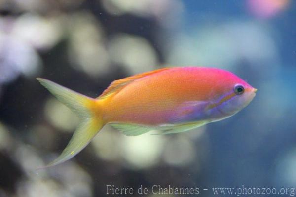 Threadfin anthias