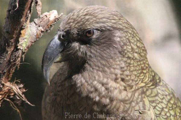 Kea