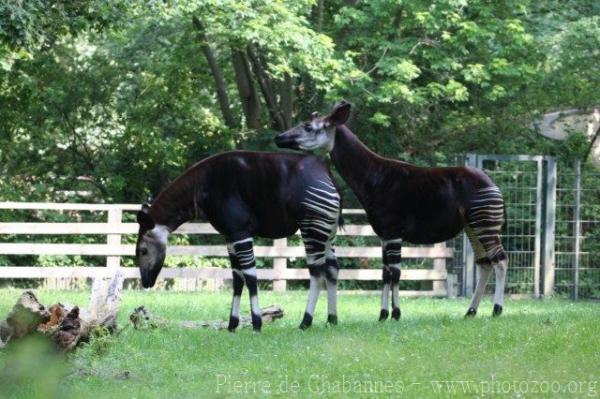 Okapi