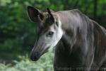 Okapi