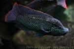 Chilwa tilapia