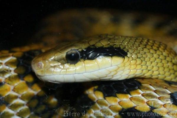 Taiwan beauty rat snake