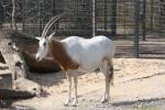 Scimitar-horned oryx