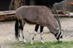 Gemsbok