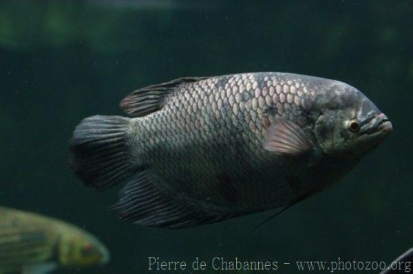 Elephant-ear gourami