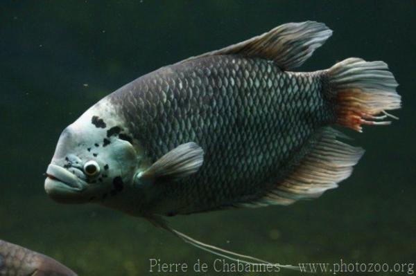 Giant gourami