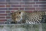 Javan leopard