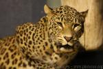 Persian leopard